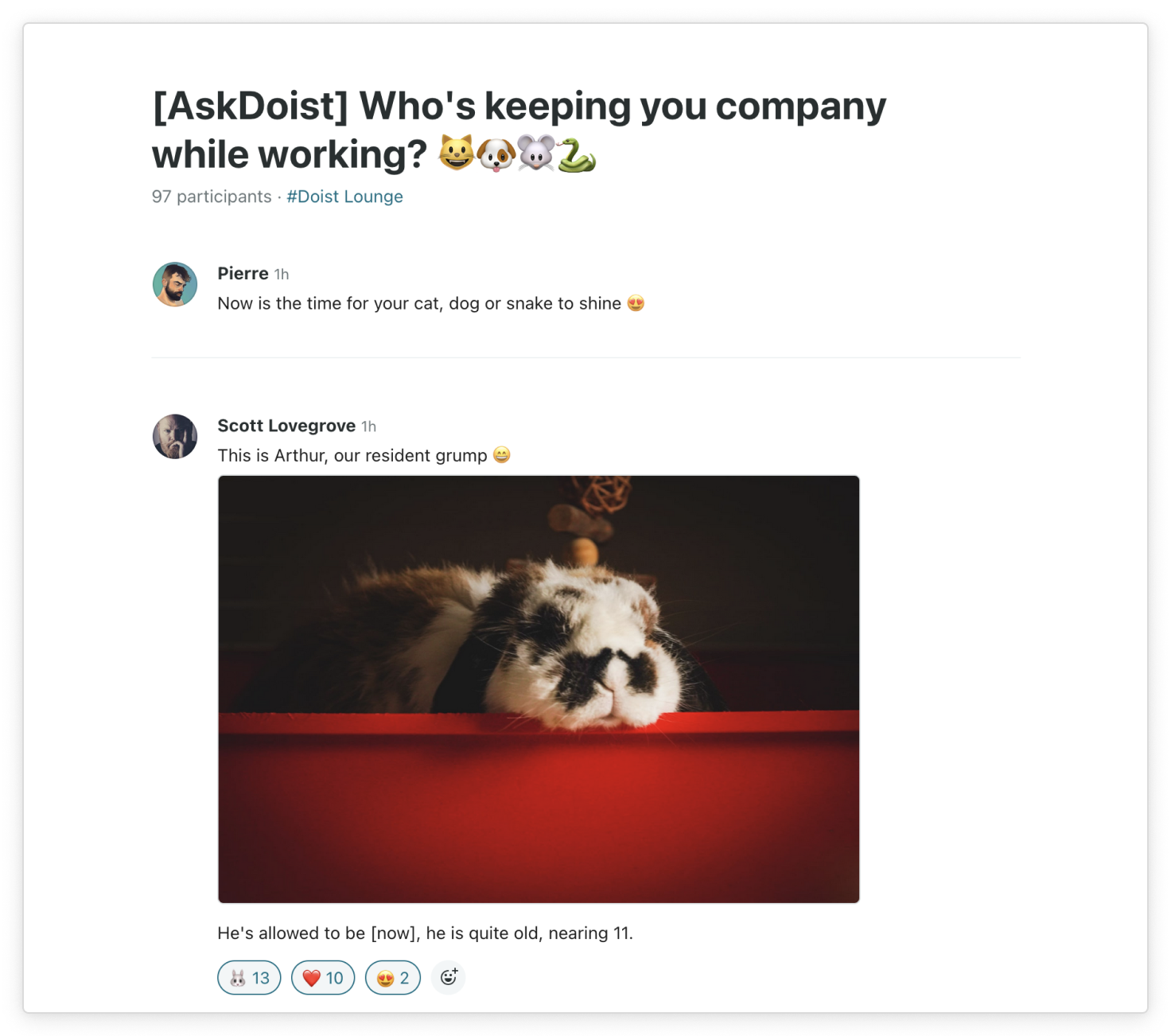 A screenshot for a Twist thread titled: "Ask Doist, Who's keeping you company while you working?" is shown. Doister Scott shares a picture of his rabbit with the caption "This is Arthur, our resident grump." End description.
